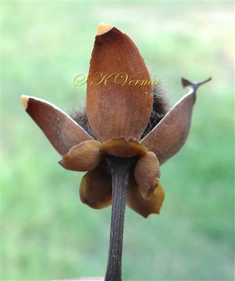  Fruit
